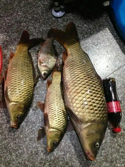 未知水库野钓夜钓 化氏饵料钓鲤鱼