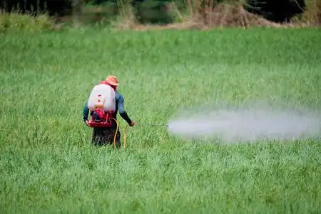 在尼泊尔的稻田图片