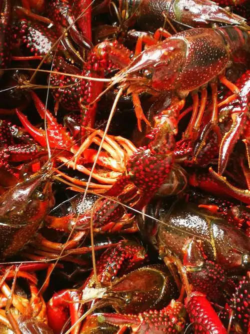 光头秘汁小龙虾第一季