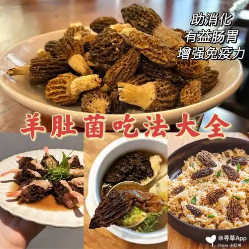 积食必备60羊肚菌吃法合集超鲜美健胃消食