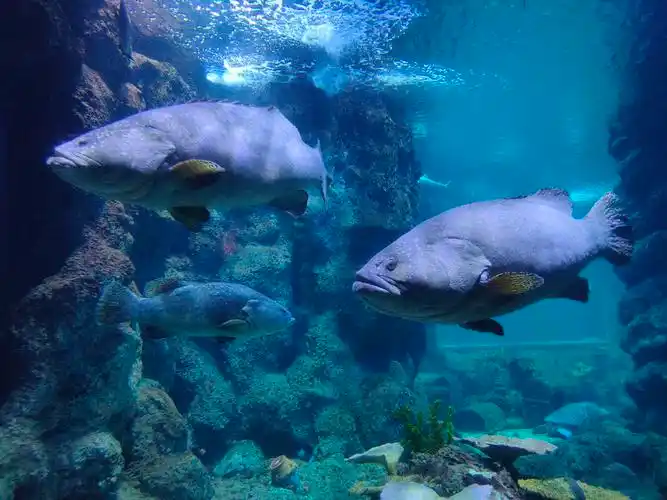 西安曲江海洋极地世界旅游实际体验