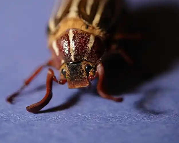 5d_03952 june beetle | flickr – 相片分享!