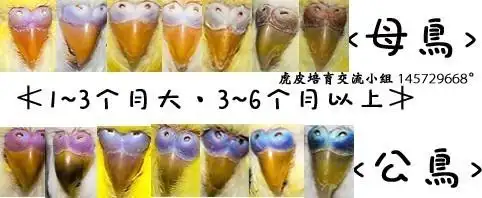 绿色的成年虎皮鹦鹉怎么分公母?有没有成年鼻子的对比图?