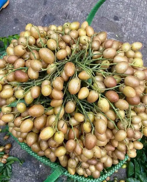 大鸡心小鸡心黄皮价格实惠自家果园种植