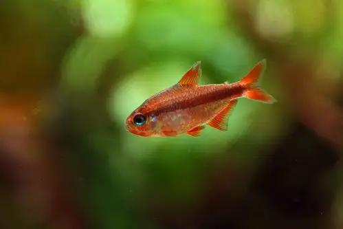 [魔鬼系列] 落霞般的艳丽--血红魔鬼灯 - 小型鱼类 - cta南美水族