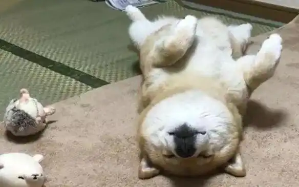 狗狗5个睡姿居然能暴露性格,快来看看吧