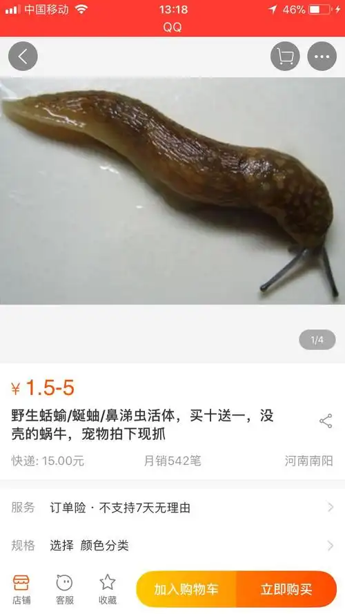 这是无壳蜗牛吗?-宽带山kds-宽带山社区-城市消费门户