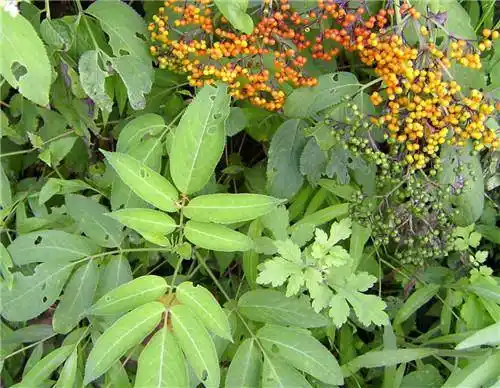 这排风藤的主治和功效