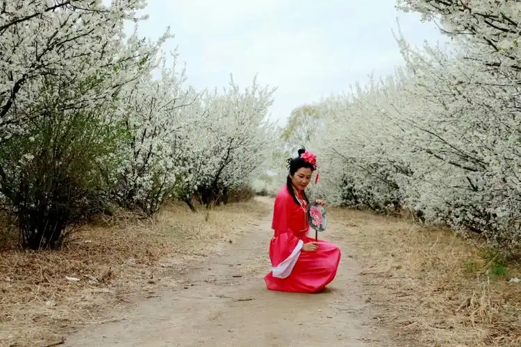 赏花 梨花带雨 写美篇连雨季 格外的想你 虽然表达有些含蓄 女人心是