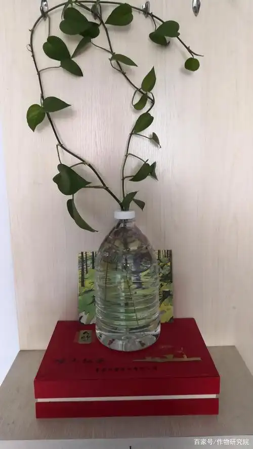 这是养在一个大的矿泉水桶