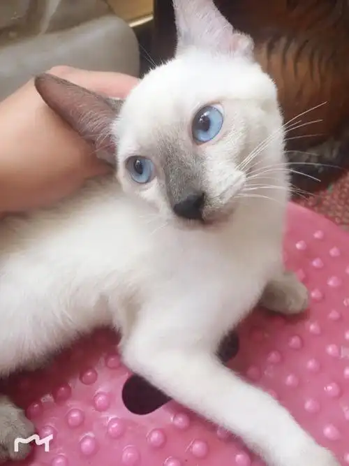 家养淡紫色暹罗猫1300