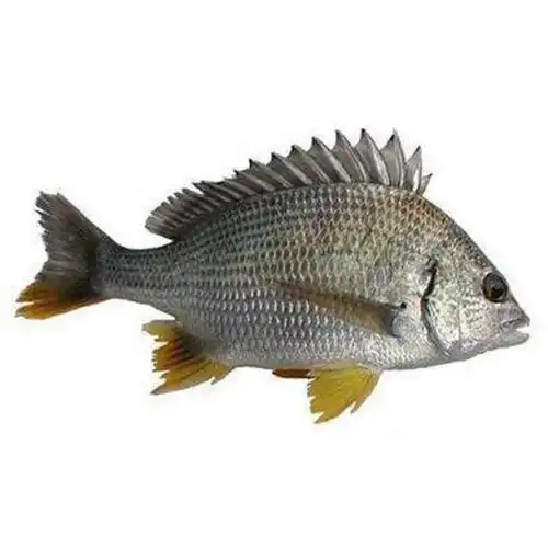 黄脚立鱼小大500g50g