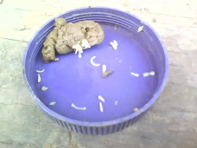 顽固的绦虫,不知如何是好?