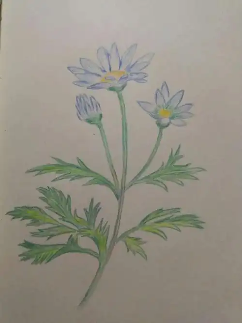 彩铅玛格丽特菊