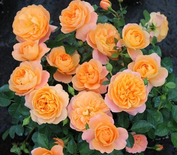 适合阳台党种植的微型月季养护宝典