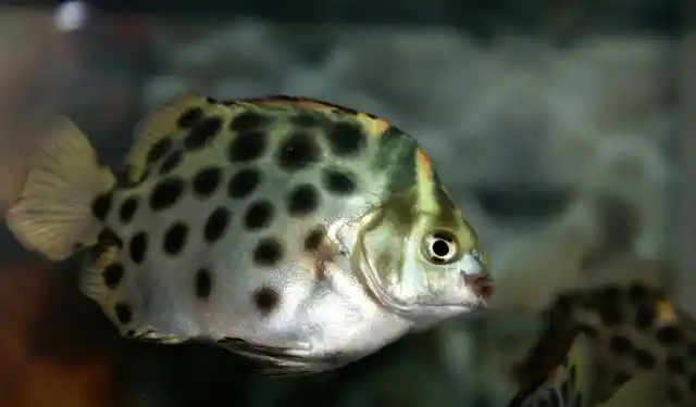非洲金鼓鱼为什么这么贵?第三个原因有着决定性作用