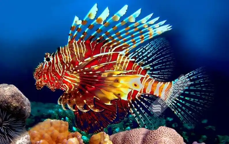 狮子鱼入侵物种端上餐桌 享受美味佳肴时保护生态系统