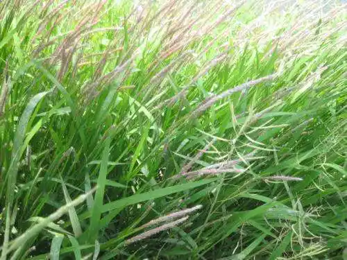 农村这种野草, 喜欢长在屋上, 可以用来治疗流鼻血_丝茅草