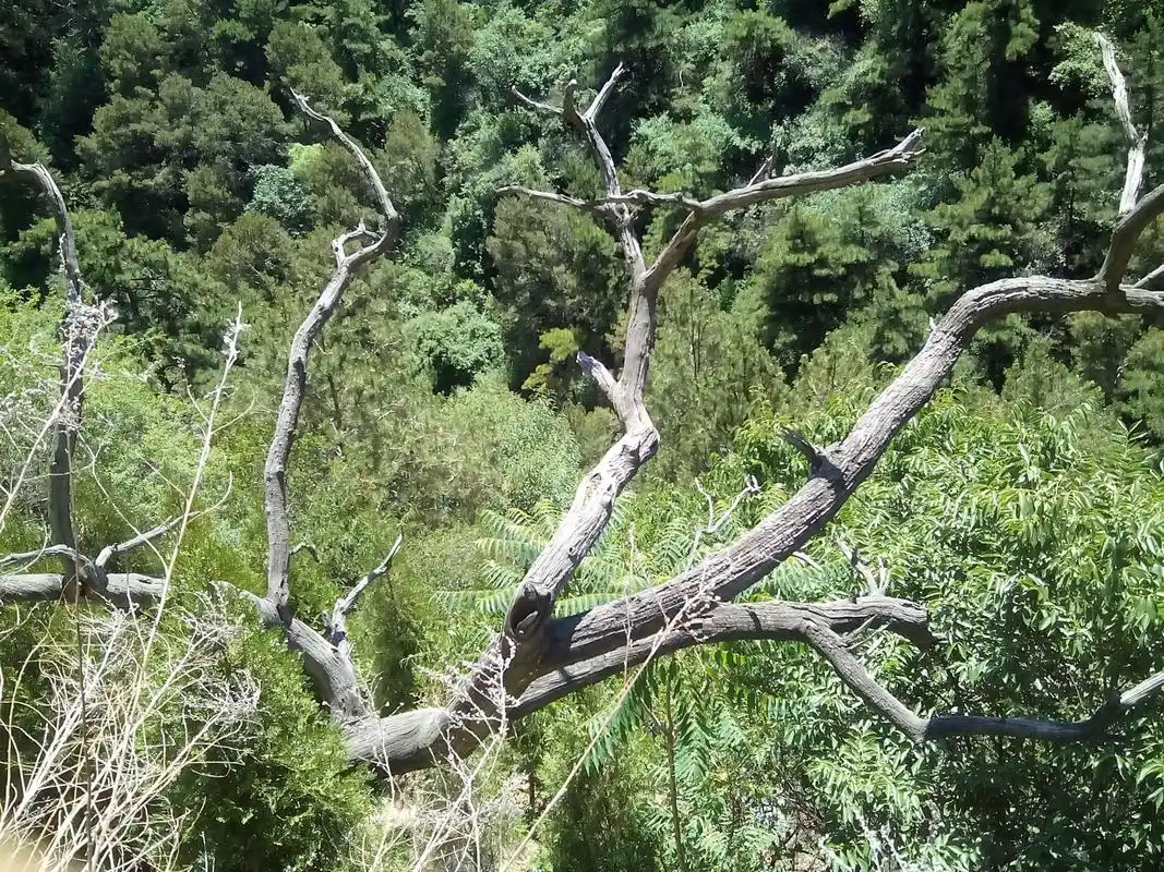 怎样识别火琉璃树?