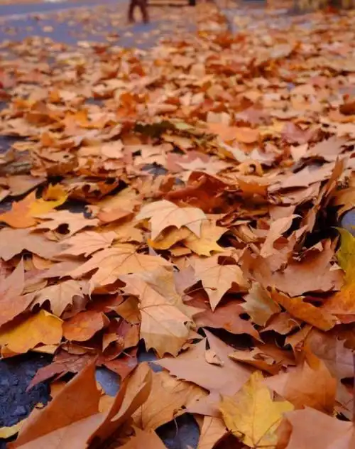 金黄色的梧桐叶落在大地上,在一个周末的积累下,梧桐叶铺满了整条梧桐