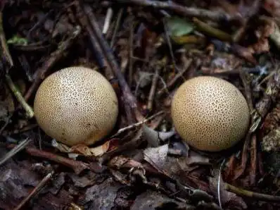 说到菌类,可能你们会想到茯苓,灵芝或银耳等等,脱皮马勃和它们不同,但
