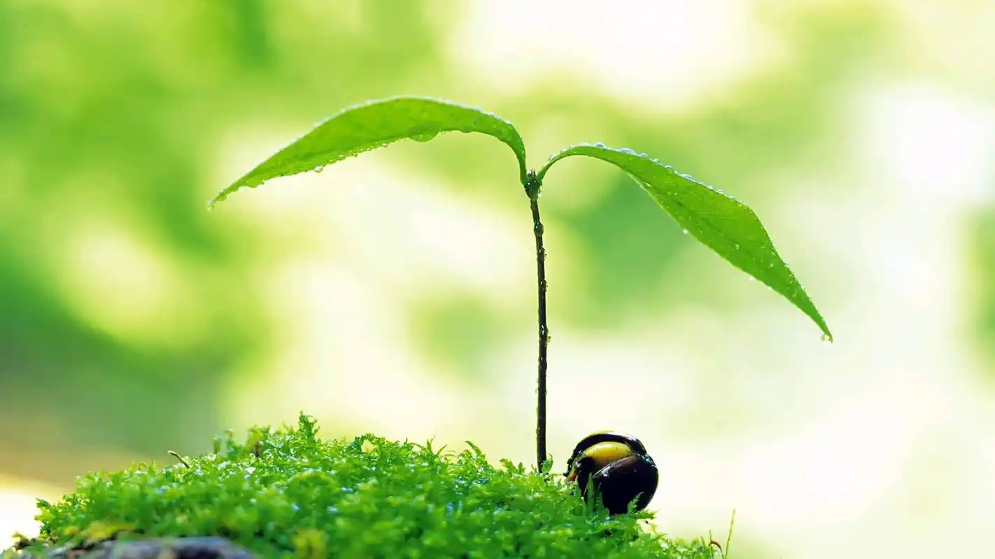 11月30日后,佛祖赐福,财大气粗,存款暴涨的生肖