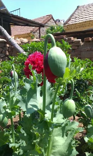 罂粟,罂粟花,她美丽,妖艳………大烟,贩毒,吸毒……每年都会种上几颗