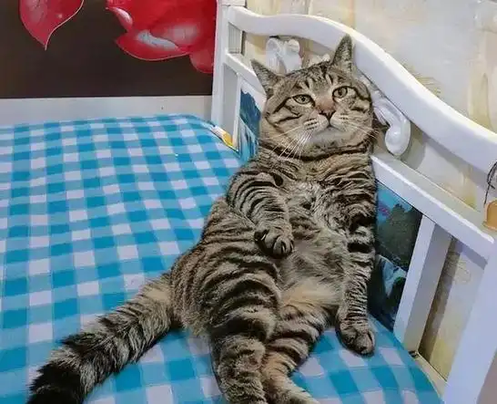 所以它们价格是便宜的,几十元就能买到一只不错的狸花猫了