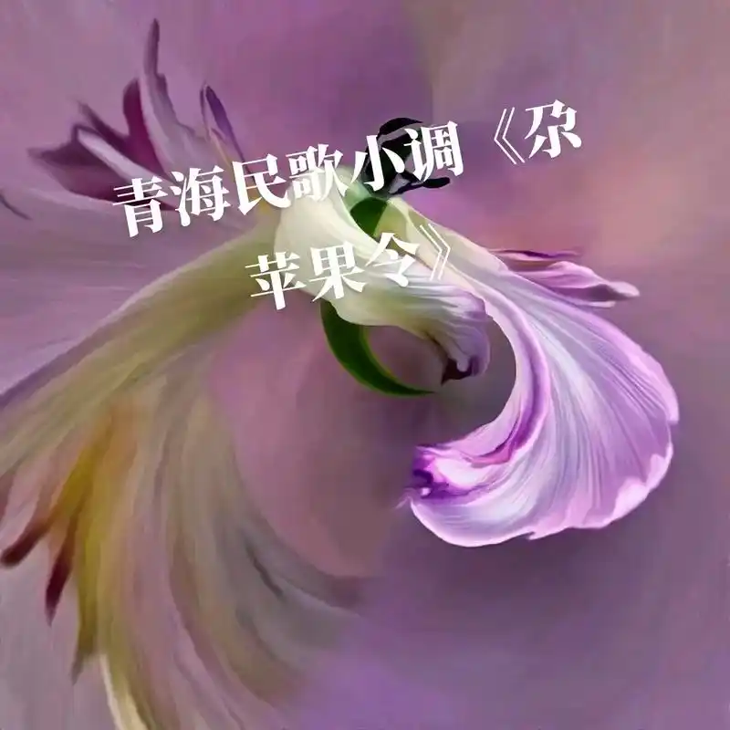 喜爱音乐的朋友一起来分享这首好听的青海民歌小调《尕苹果令》 - 抖