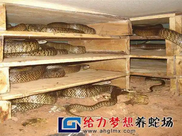 海南儋州养蛇人薛庆丰