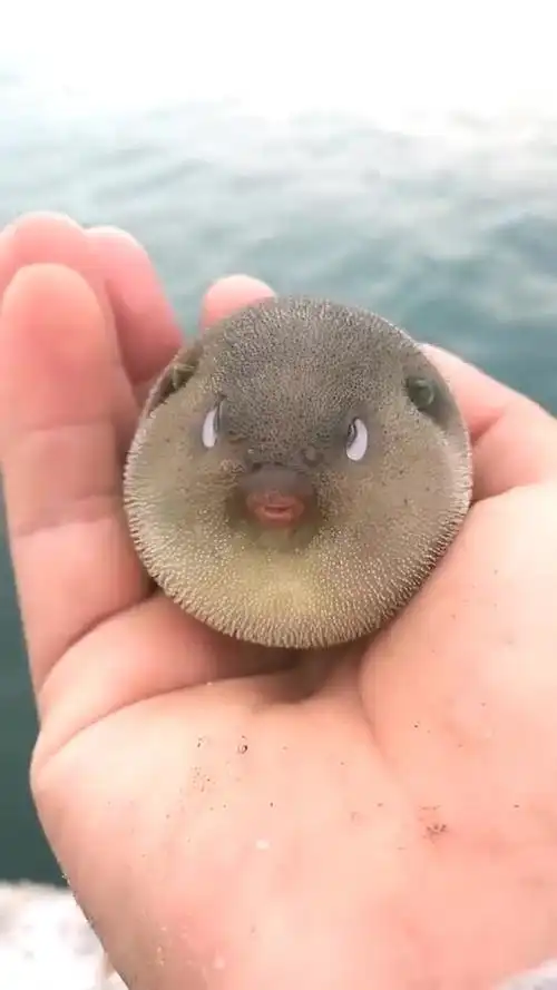 来到河边玩耍,小伙竟然捡到一只河豚,这体型也太可爱了!