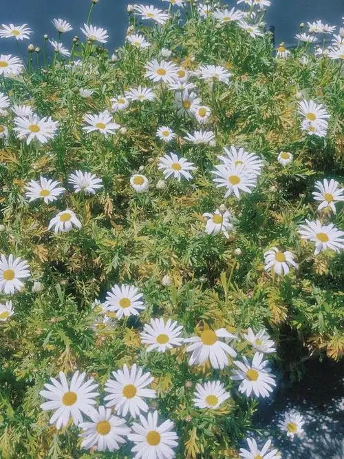 早樱和家旁边的小雏菊