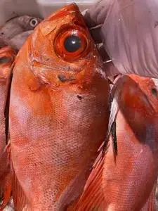象山石浦海鲜 新鲜海捕东海大金目大眼鲷大眼鸡红鲷鱼  刺身好鱼