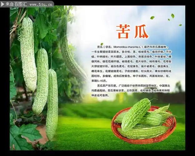 苦瓜介绍海报图片资料