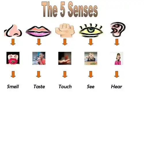 five senses quotes