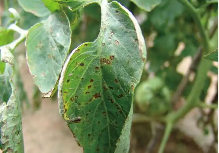 番茄斑枯病