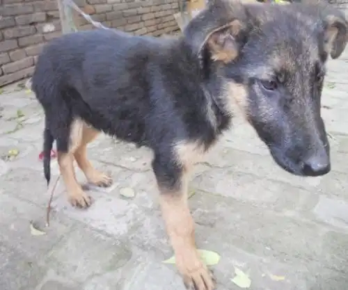 帮忙个看看这条是德牧还是土狗