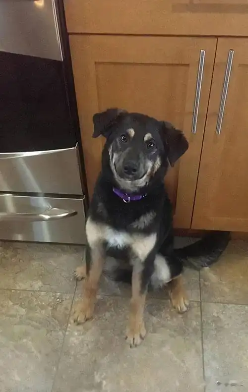 网友领养了一只四眼黑狗,结果越养越奇怪3年后,完全换了一只狗