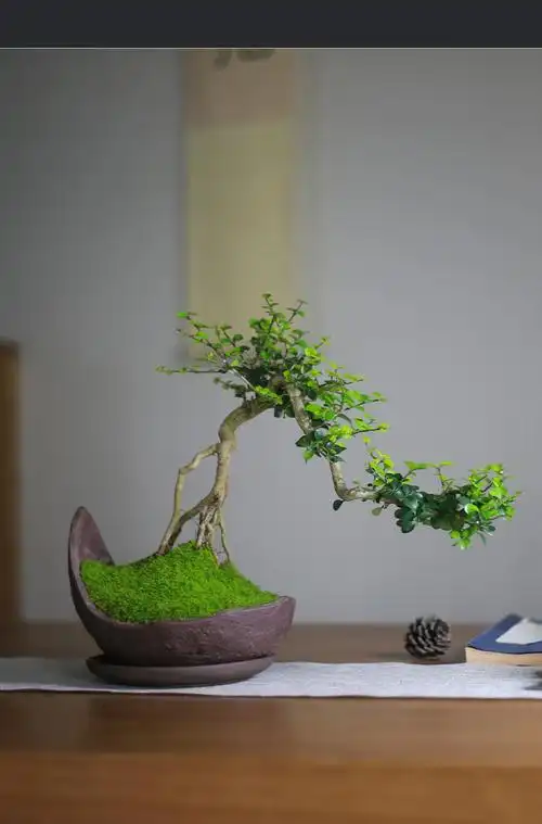 香兰树造型悬崖盆景四季常青好养中式禅意植物老桩窗台庭院盆栽 款一