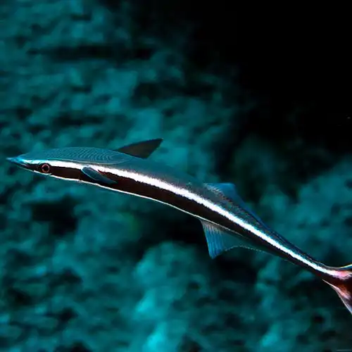 鲨鱼吸盘活体虎鲨斑点小型海水食肉鱼包鱼