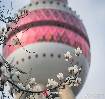 上海最浪漫的白玉兰地图##待到山花烂漫时##上海最美赏花季