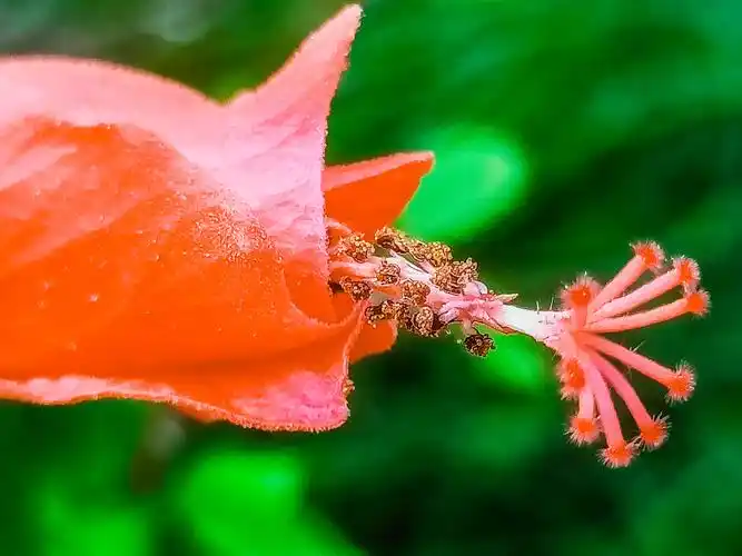 悬铃木花,花姿奇特 - 美篇