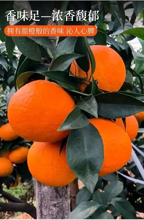 【顺丰】正宗象山红美人柑橘桔子爱媛果冻橙28号水果新鲜当季 5斤 10