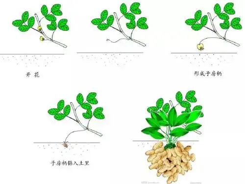 部编版一年级上册和大人一起读《小松鼠找花生》图文解读