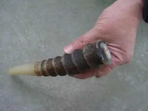 真假羚羊角的鉴别方法