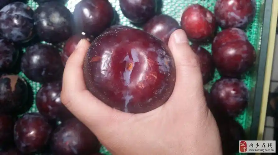 内乡大桥李子采摘园