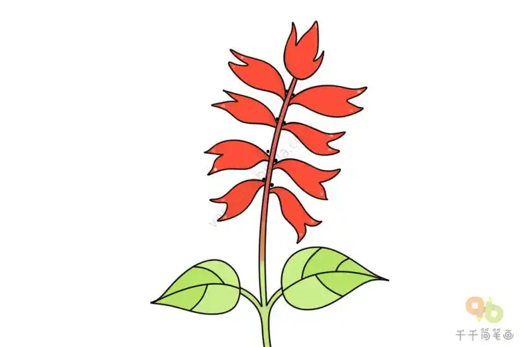 一串红简笔画步骤图