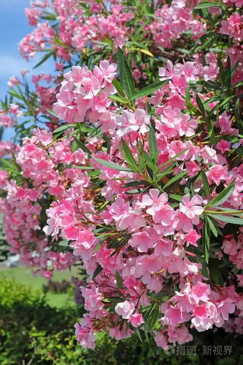 夹竹桃夹竹桃粉红色的夹竹桃花在蓝天背景下