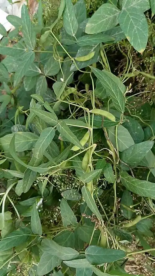 这种爬藤叫什么名字?三叶,豆荚像毛豆荚,根须有瘤状物.