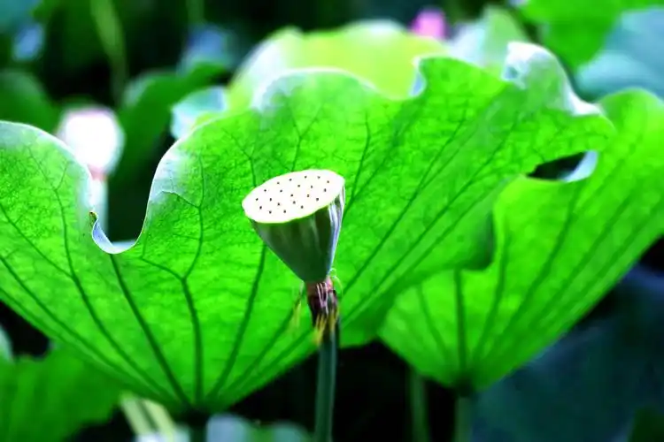 初夏,公园的荷花绽放